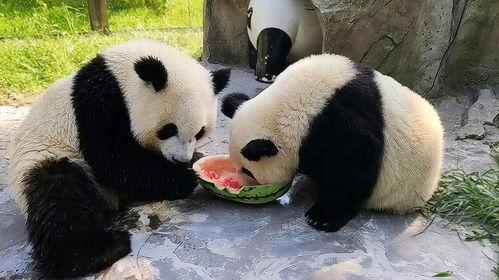 娱乐吃瓜大熊猫,揭秘大熊猫的娱乐生活