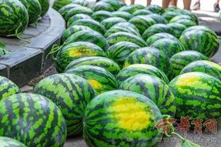 鱼娱乐吃瓜,揭秘娱乐圈那些不为人知的幕后故事