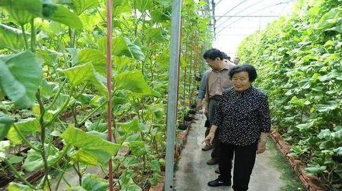 娱乐吃瓜场地图片真实,一场视觉与味蕾的双重盛宴