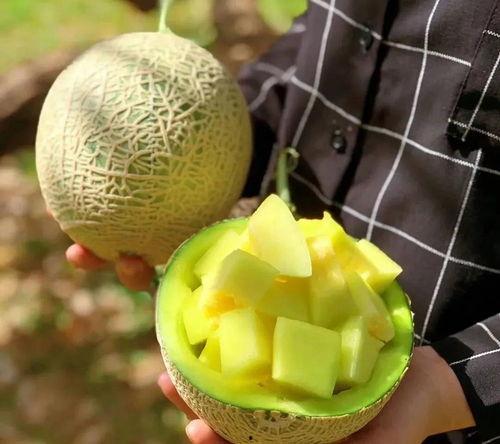 龙坤娱乐吃瓜,揭秘娱乐圈背后的“吃瓜”真相