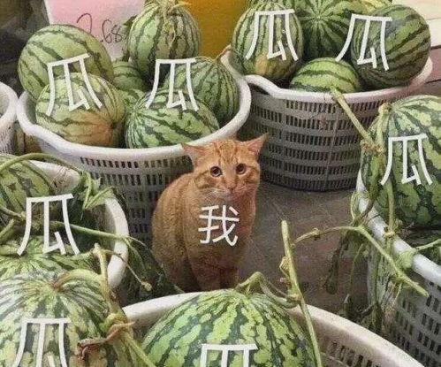 龙坤娱乐吃瓜,揭秘娱乐圈背后的“吃瓜”真相