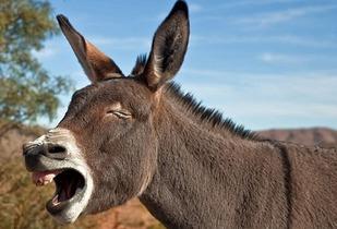 娱乐吃瓜酱驴叫