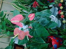 娱乐吃瓜酱云南的花,揭秘娱乐界的“瓜田”盛景